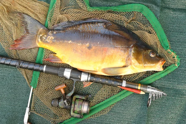 Pesca. La carpa comune — Foto Stock