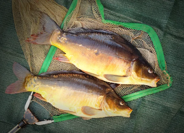 Pesca captura. A Carpa Comum — Fotografia de Stock