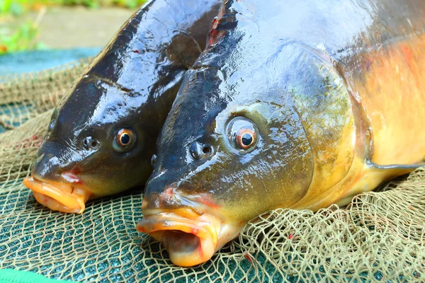 Fishing catch. The Common Carp — Stock Photo, Image