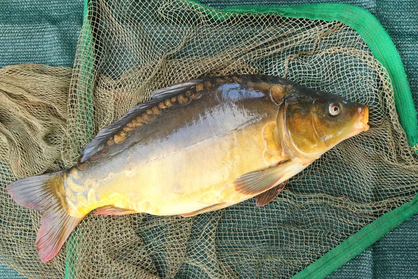 Menangkap ikan. The Common Carp — Stok Foto