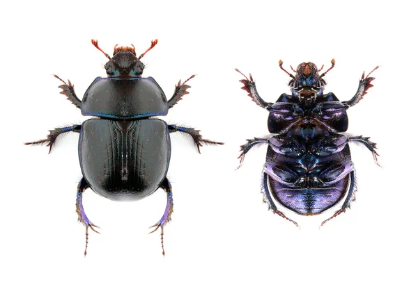 El escarabajo del estiércol (Anoplotrupes stercorosus ). — Foto de Stock