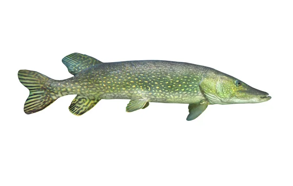 The Northern Pike — Stock Photo, Image