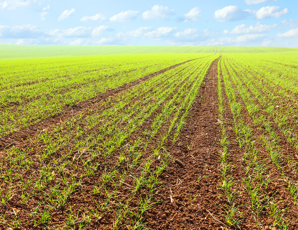 Молодые саженцы пшеницы
