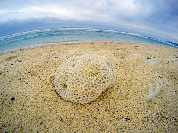 Martwych koralowców na plaży — Zdjęcie stockowe