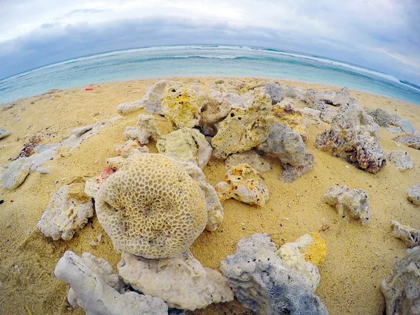 Dead corals on the beach — Stock Photo, Image