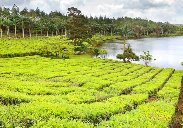 Lago em maiores plantações de chá Bois Cheri — Fotografia de Stock