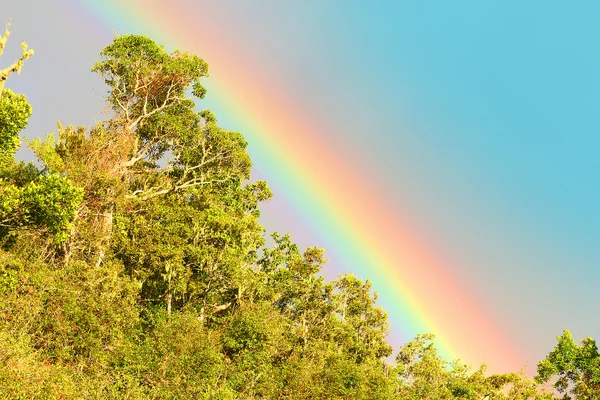 Regnbåge över afrikanska regnskogen. — Stockfoto