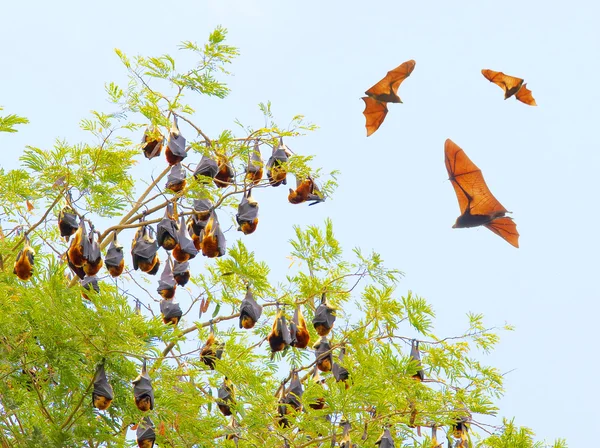 Flying Fox over a jungle. — Stock Photo, Image