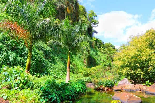 Regenwald auf der Insel Mauritius. — Stockfoto