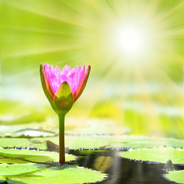 Pink Lotus flower. — Stock Photo, Image