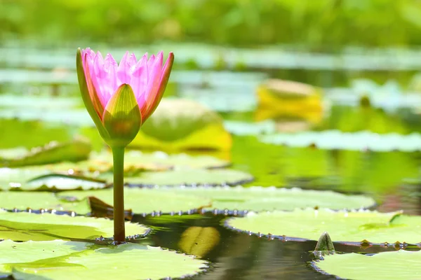 Pink Lotus flower. — Stock Photo, Image