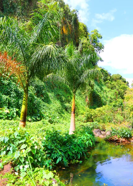 Regenwald auf mauritius. — Stockfoto
