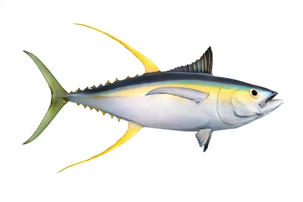 Yellow fin Tuna Thunnus albacares — стокове фото