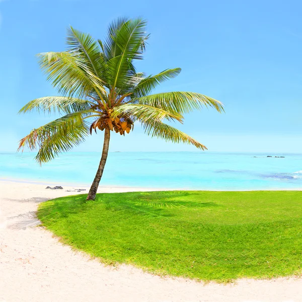 Spiaggia tropicale e palme con noci di cocco . — Foto Stock