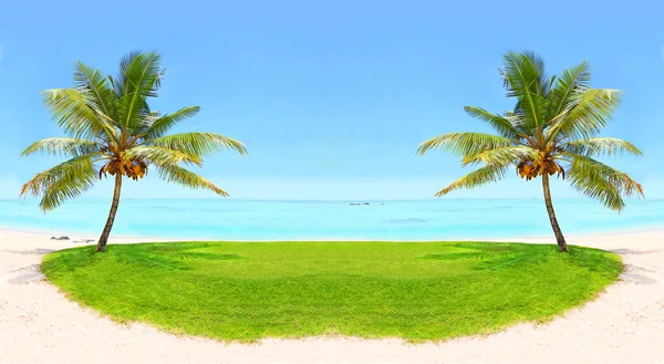 Tropical beach and palm trees with coconuts. — Stock Photo, Image