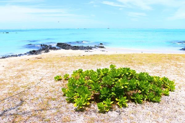 Spiaggia tropicale sull'isola di Ile Aux Cerfs — Foto Stock
