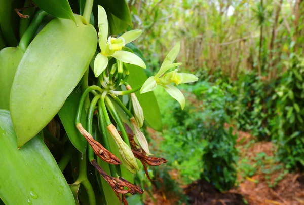 La flor de vainilla en la plantación de vainilla . — Foto de Stock