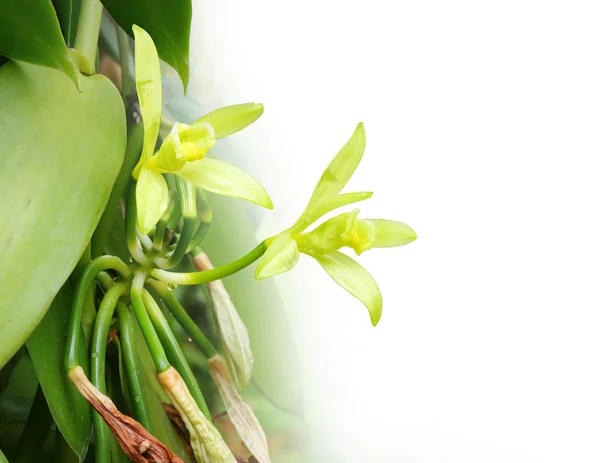 Il fiore di vaniglia su piantagione di vaniglia . — Foto Stock