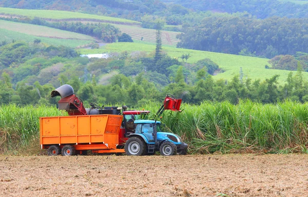 Raccolta della canna da zucchero . — Foto Stock