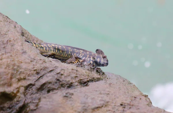 Seltener tropischer Fisch alticus ajouanae endemisch — Stockfoto