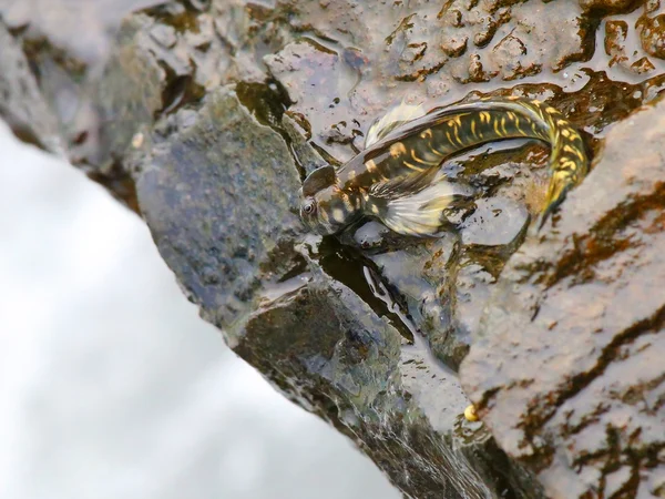 Seltener tropischer Fisch alticus ajouanae endemisch — Stockfoto