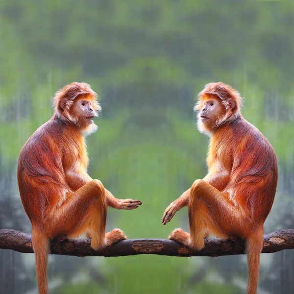 Két majmok szórakozni. — Stock Fotó