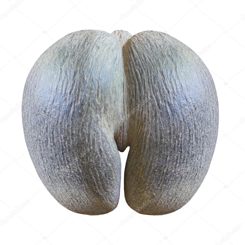 Seychelles kelapa laut Lodoicea, umumnya dikenal sebagai coco de mer . —  Foto Stok © vladvitek #95896178, image size:1023x1023