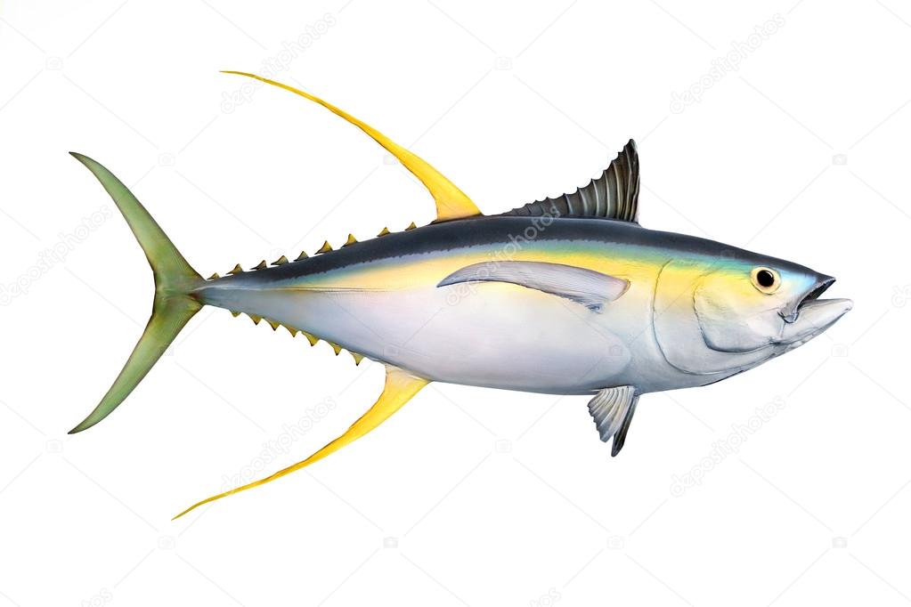 Yellow fin Tuna Thunnus albacares