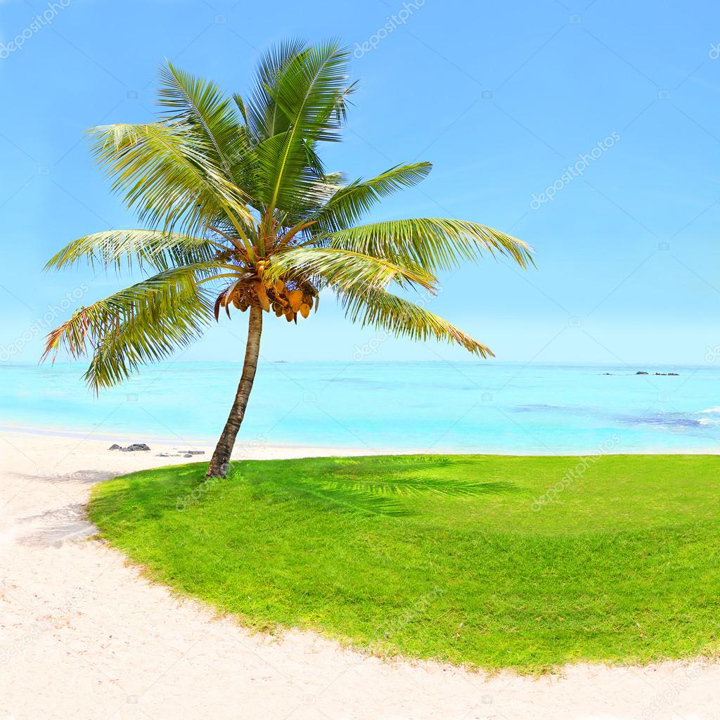 Tropical beach and palm trees with coconuts.