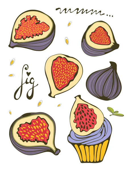 Hand drawn figs — Stock Vector