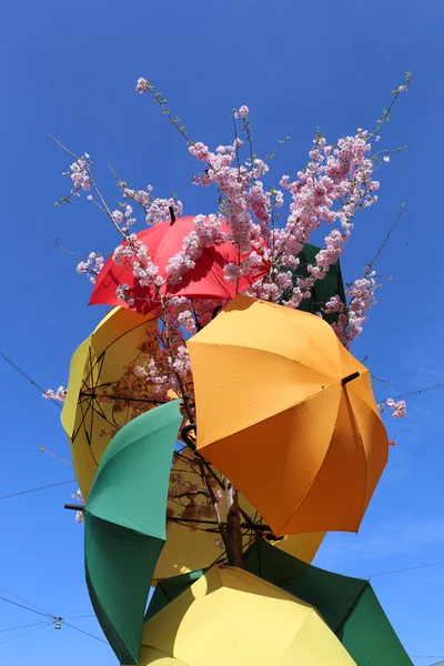 Colorful Umbrellas and pink Spring Blossoms