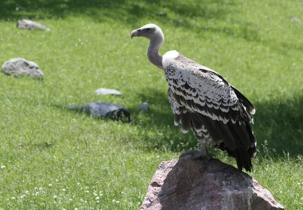 Ruppel"s Vulture on Rock — Stock Photo, Image