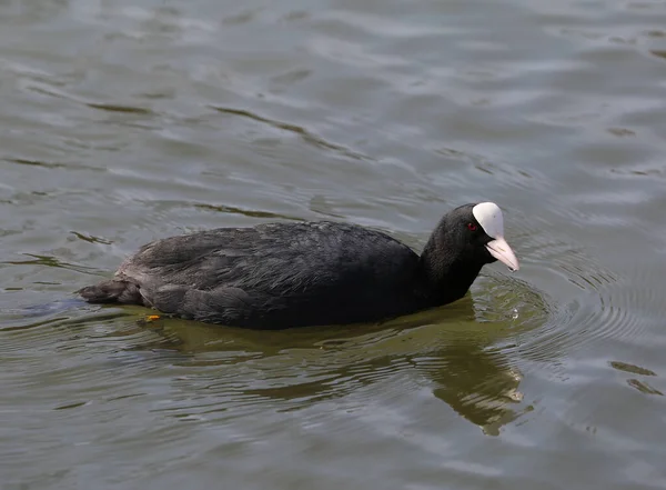 Svart Spjälsäng Vatten Fågel Simmar Sjön — Stockfoto