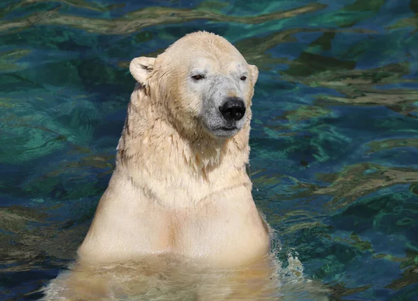 Polar Bear swimming in the Water
