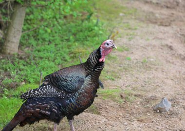 Amerikan Vahşi Hindisi yemek yiyor.