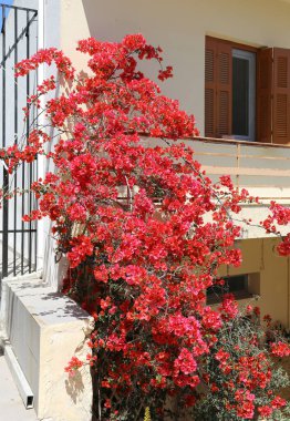 Yunanistan 'ın Kos kentinde Red Bougainvillea ile Ev