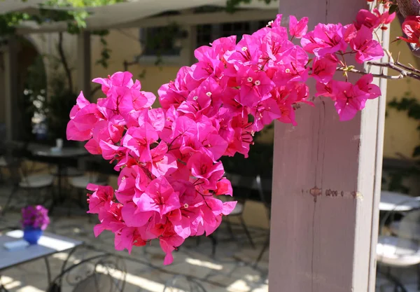 Rosa Bougainvillea Och Restaurangbord Kos Grekland — Stockfoto