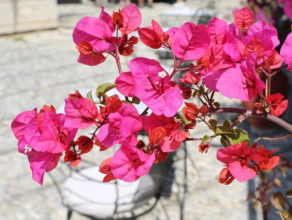 Bougainvilliers Roses Fleurs Kos Grèce — Photo