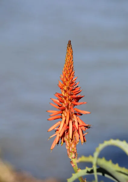 Mooi oranje bloem in Barcelona, Spanje Spanje — Stockfoto