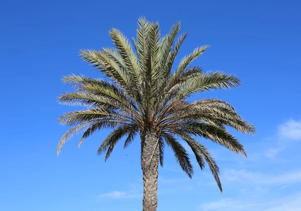 Date Tree with blue sky background