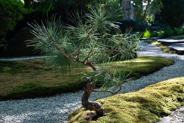Bonsai Tree Shrine Japan Beautiful Zen Garden Gravel — Stock Photo, Image