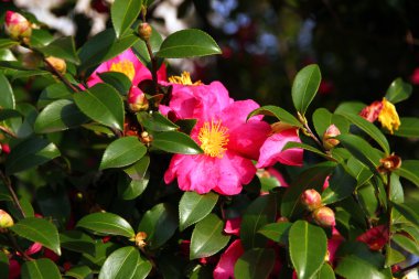 Camellia japonica