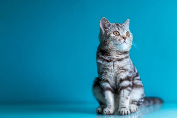 Σκωτσέζικο γατάκι . — Φωτογραφία Αρχείου