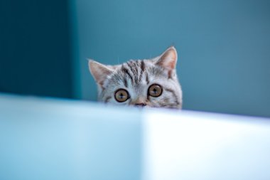 İskoç heteroseksüel kedi . 