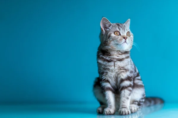 Scottish straight kitten . Stock Picture