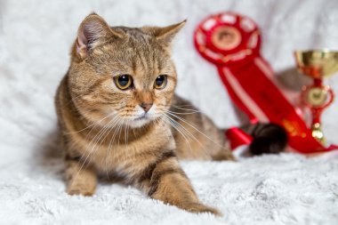 İskoç düz İngiliz altın kedi