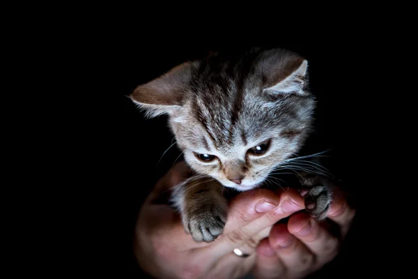 Британский котенок под рукой — стоковое фото