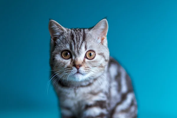 Scottish recta gatito británico — Foto de Stock