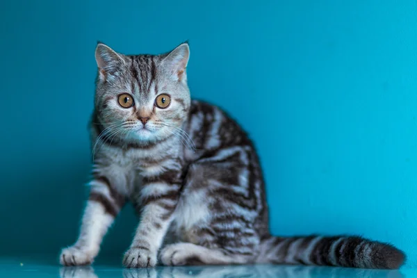 Britisk kattunge med skotsk straight – stockfoto