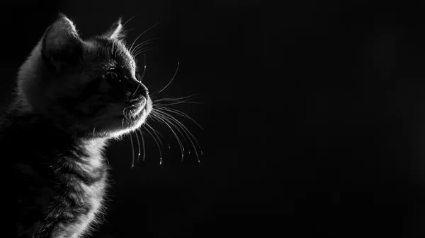 Portrait marble tabby Scottish straight kitten . Black and white — Stock Photo, Image